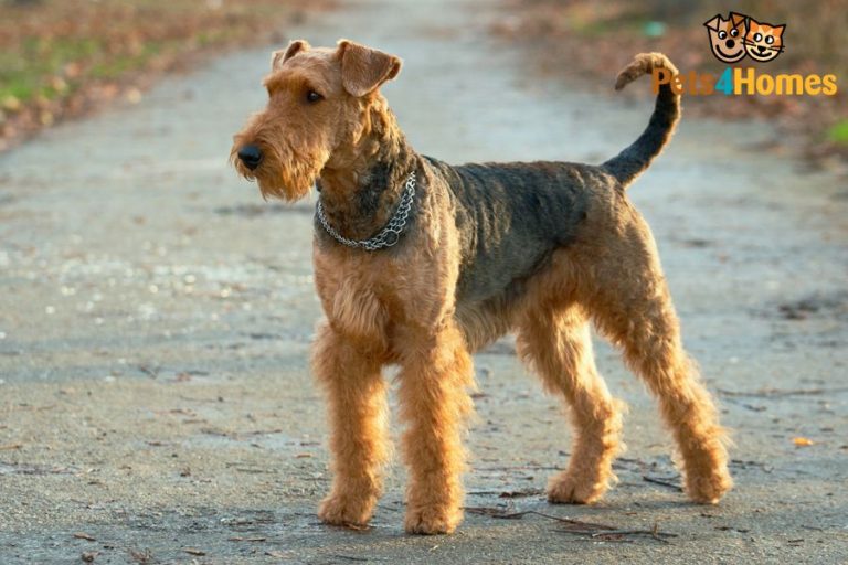 photo airedale terrier