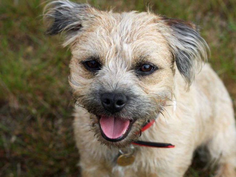 photo border terrier chiot