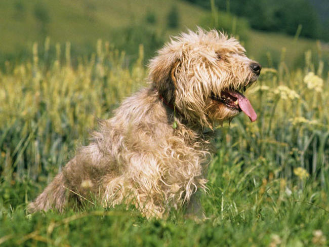 photo chien courant de bosnie à poil dur – barak