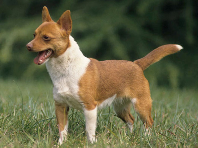 photo chien de garenne portugais – podengo portugais chiot