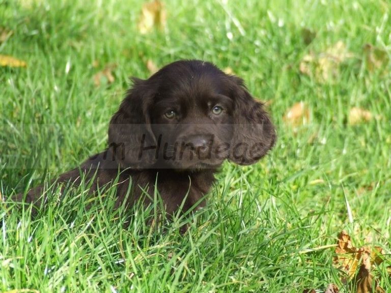 photo chien d’oysel allemand chiot