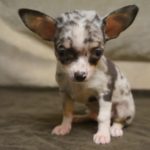 Chihuahua poil court