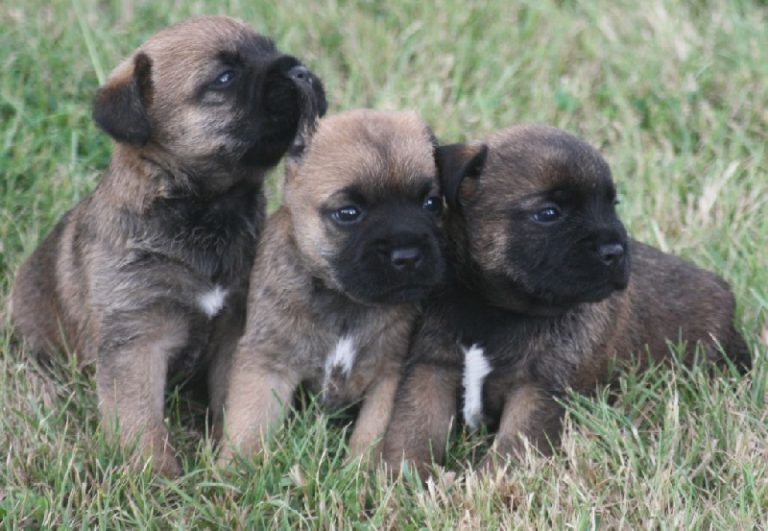 photo border terrier chiot