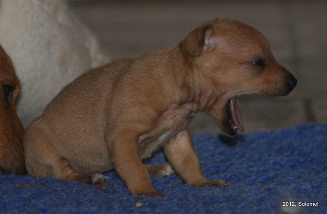 photo chien de garenne portugais – podengo portugais chiot