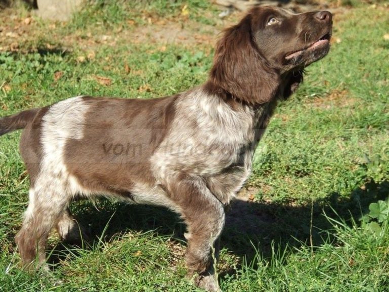 photo chien d’oysel allemand chiot
