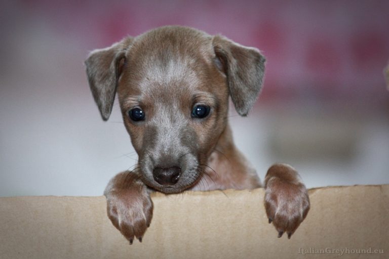 photo greyhound chiot