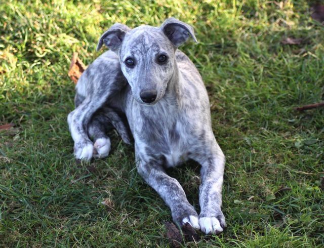 photo whippet chiot