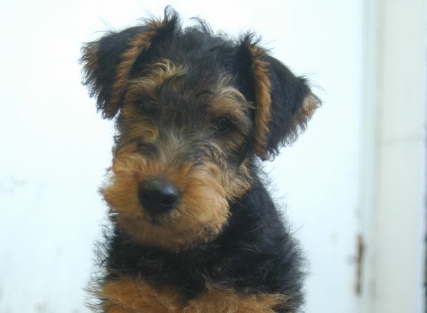 photo welsh terrier
