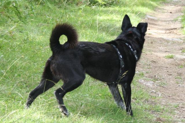 photo chien d’élan norvégien noir