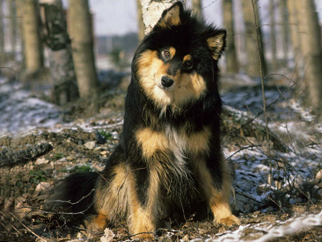 photo chien finnois de laponie