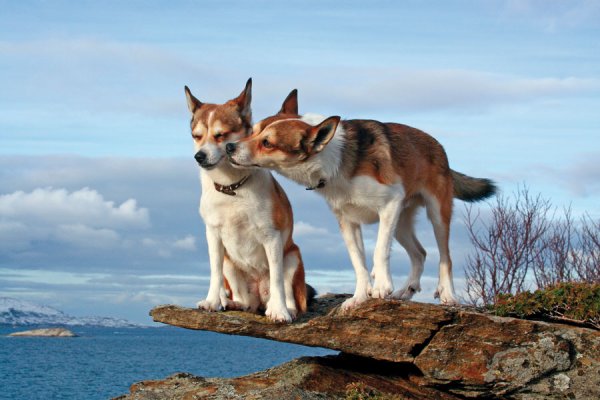 photo chien norvégien de macareux