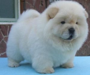 Chow Chow chiot