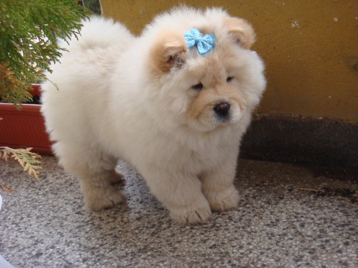 photo chow chow chiot