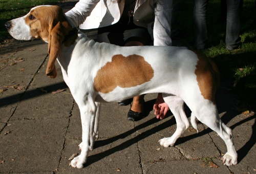 photo chien courant suisse, schweizer laufhund