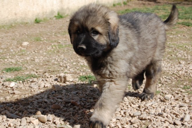 photo chien de berger yougoslave de charplanina chiot