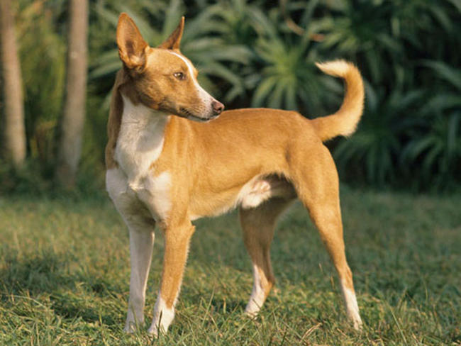 photo chien de garenne portugais – podengo portugais