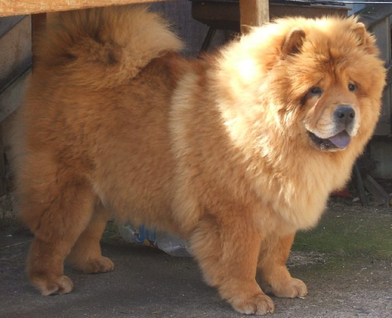 photo chow chow chiot
