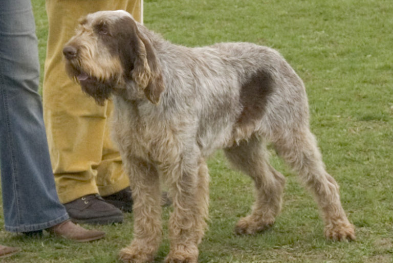 photo spinone chiot