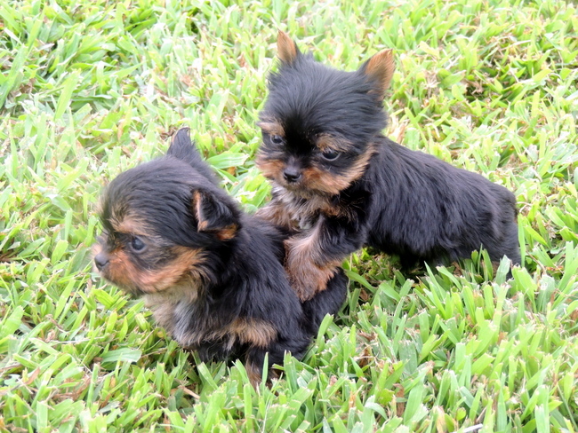photo yorkshire terrier chiot