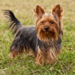 Yorkshire terrier chiot