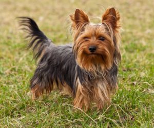 Yorkshire terrier chiot