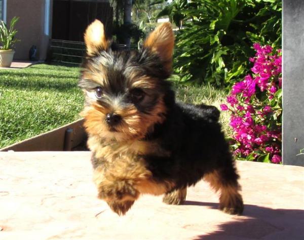 photo yorkshire terrier chiot