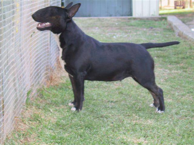 photo bull terrier noir