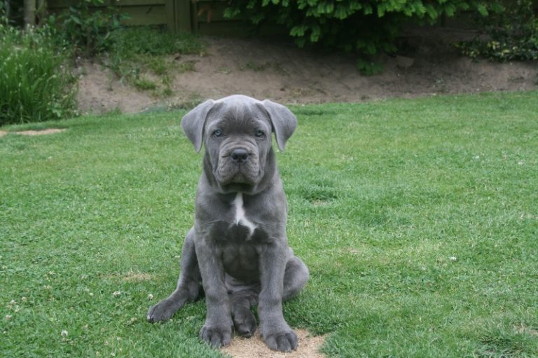 photo chien boxer gris