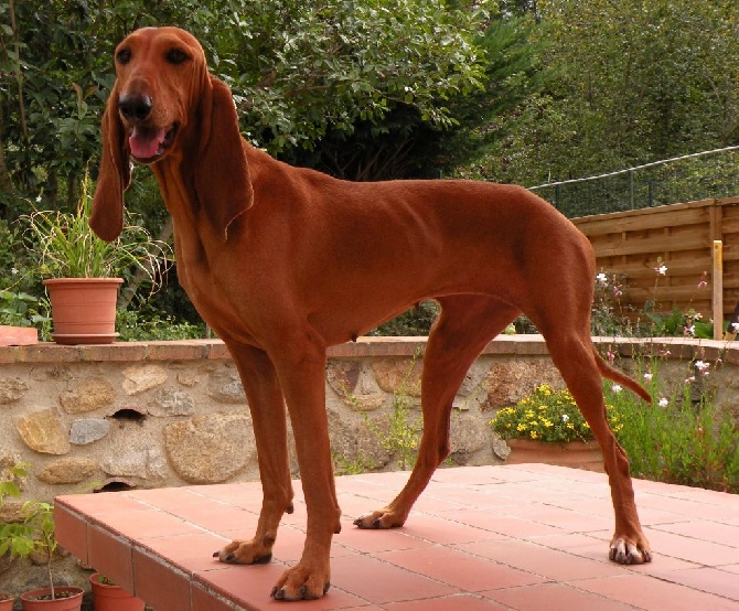 photo chien courant italien à poil ras chiot