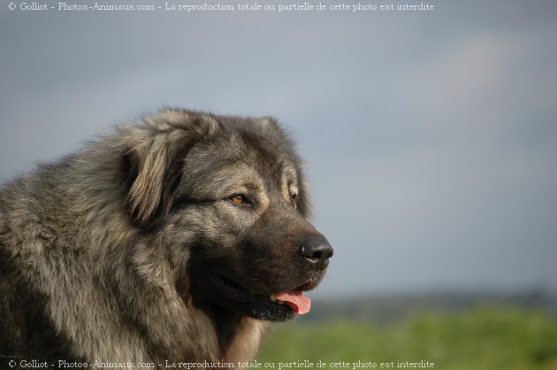 photo chien de berger yougoslave de charplanina