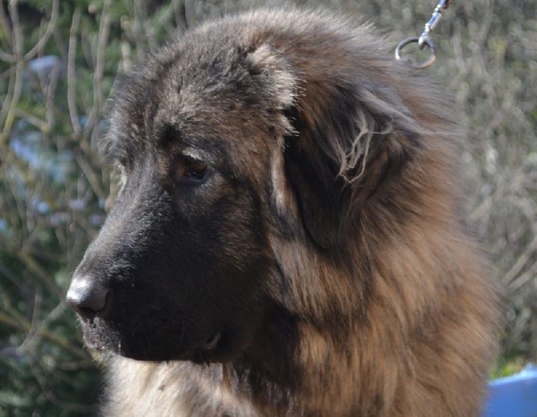 photo chien de berger yougoslave de charplanina