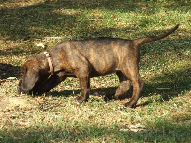 photo chien de rouge du hanovre chiot