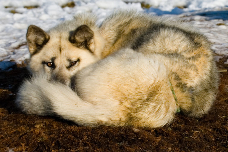 photo chien du groenland chiot