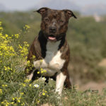 Staffordshire terrier américain chiot