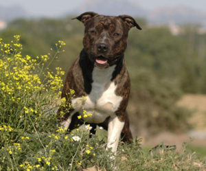 Staffordshire terrier américain chiot