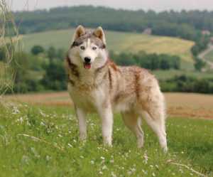 Husky de Sibérie