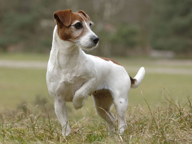 photo terrier jack russell