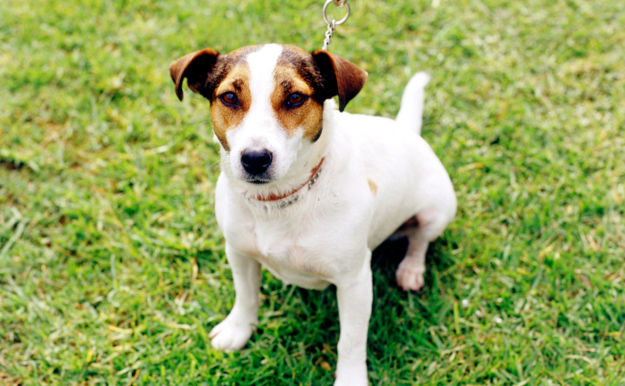 photo terrier jack russell