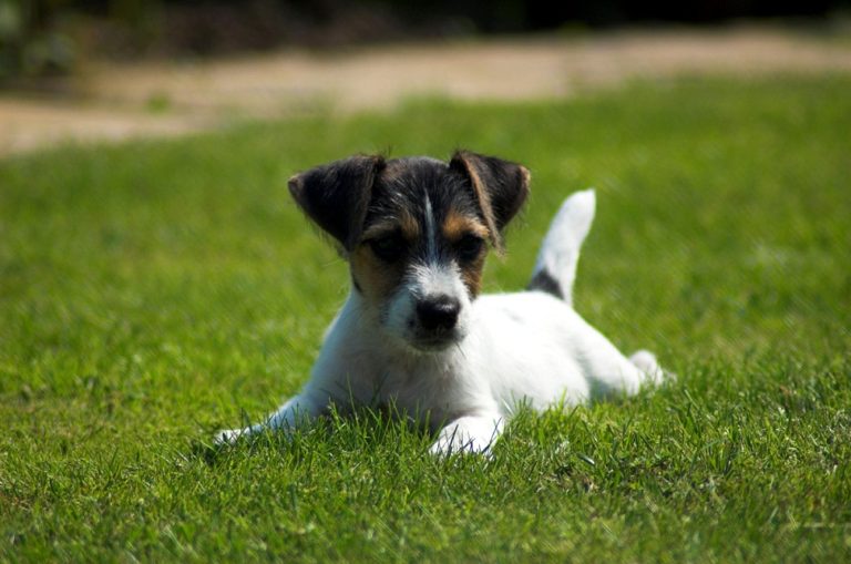photo terrier jack russell chiot
