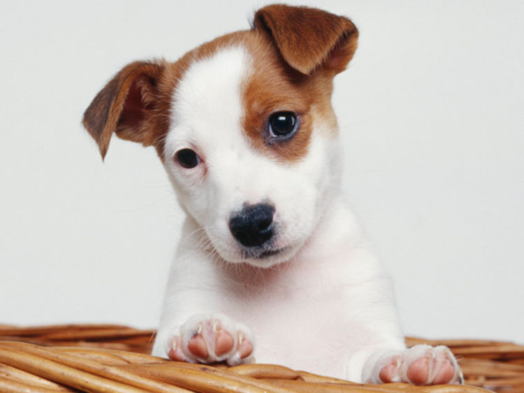 photo terrier jack russell chiot