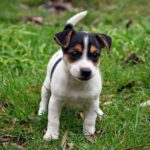 Terrier Jack Russell chiot