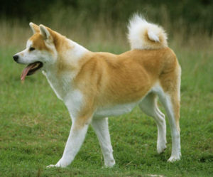Akita chiot Akita chiot